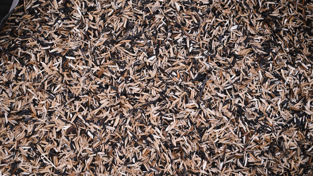 Close-up detail of white, fuzzy mold growth on dark black garden mulch.