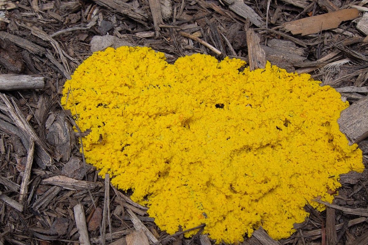 Close-up of bright yellow dog vomit slime mold (Fuligo septica) growing on dark brown garden mulch.