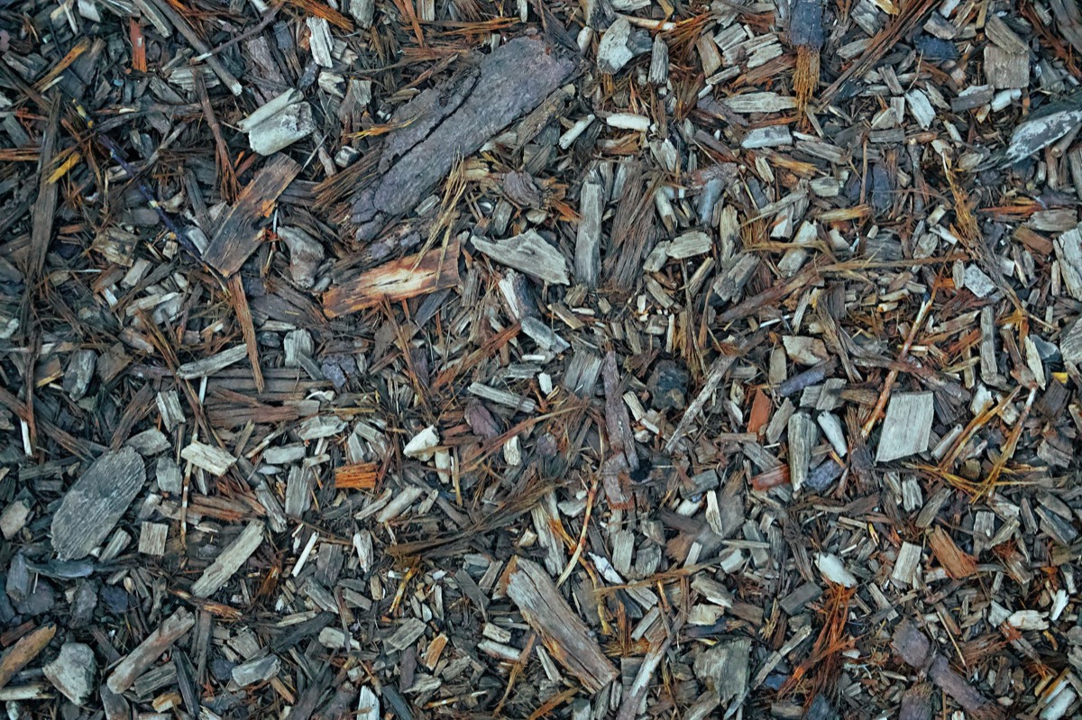 Close-up of white, web-like fungal growth (mycelium) spreading across dark brown wood chip mulch in a garden bed.