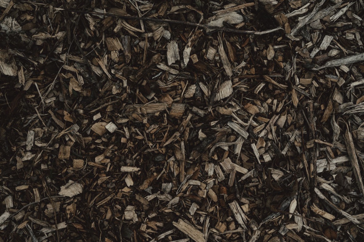 Close-up shot of white, web-like mold growing on dark brown wood mulch.