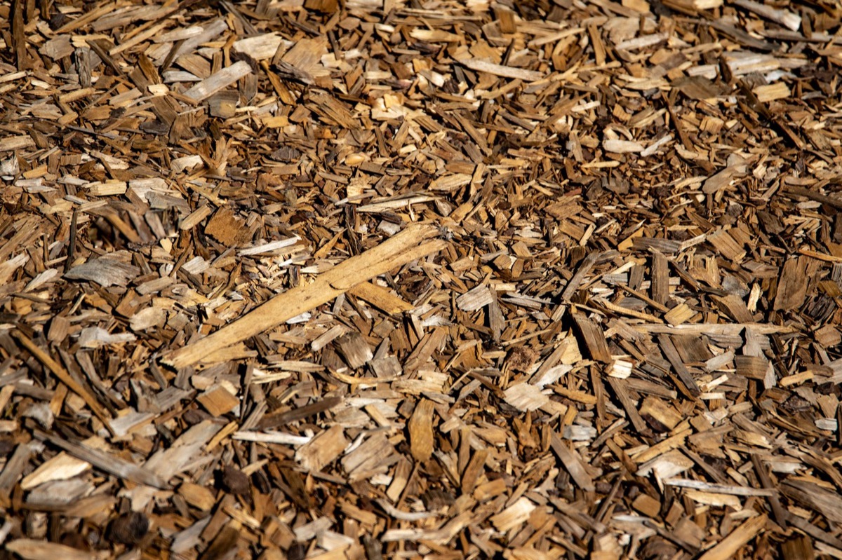 Close-up of white, cobweb-like mold growing on dark brown wood chip mulch in a garden bed.