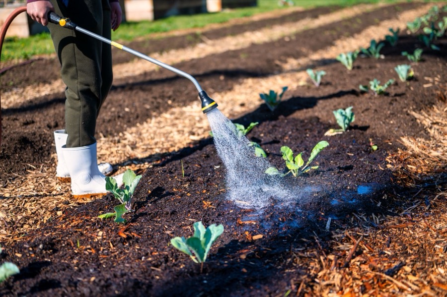 A person wearing gardening gloves kneels beside a garden bed, gently sifting through mulch with their hands.