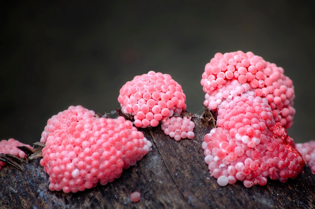 Close-up of bright yellow slime mold (dog vomit fungus) growing on dark brown wood mulch in a garden bed.