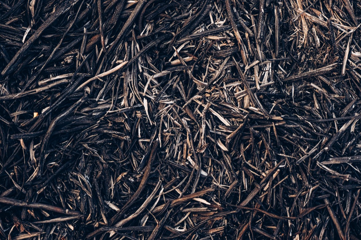 Close-up of white, cottony fungal growth (mycelium) spreading over dark brown wood mulch in a garden bed, indicating the presence of white mold.