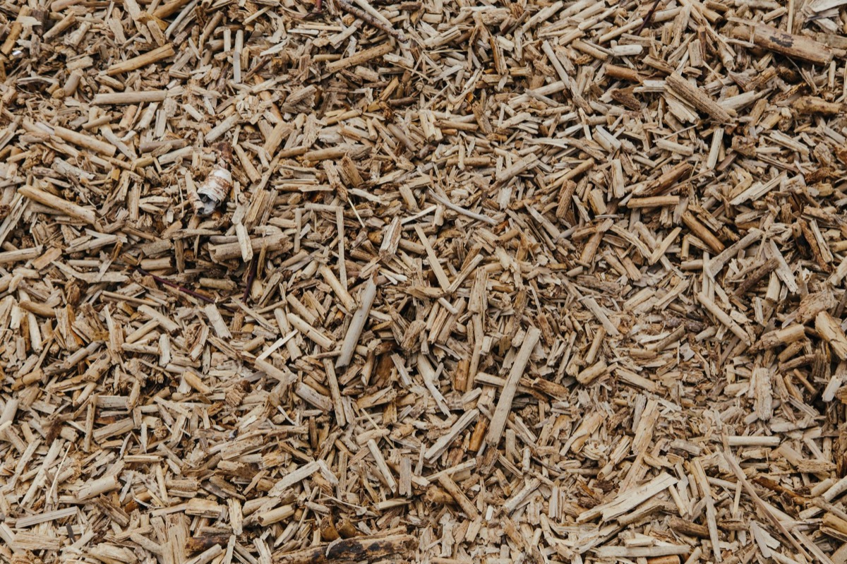 Close-up of white, fuzzy mold, likely mycelium, growing on dark brown wood mulch in a garden bed.