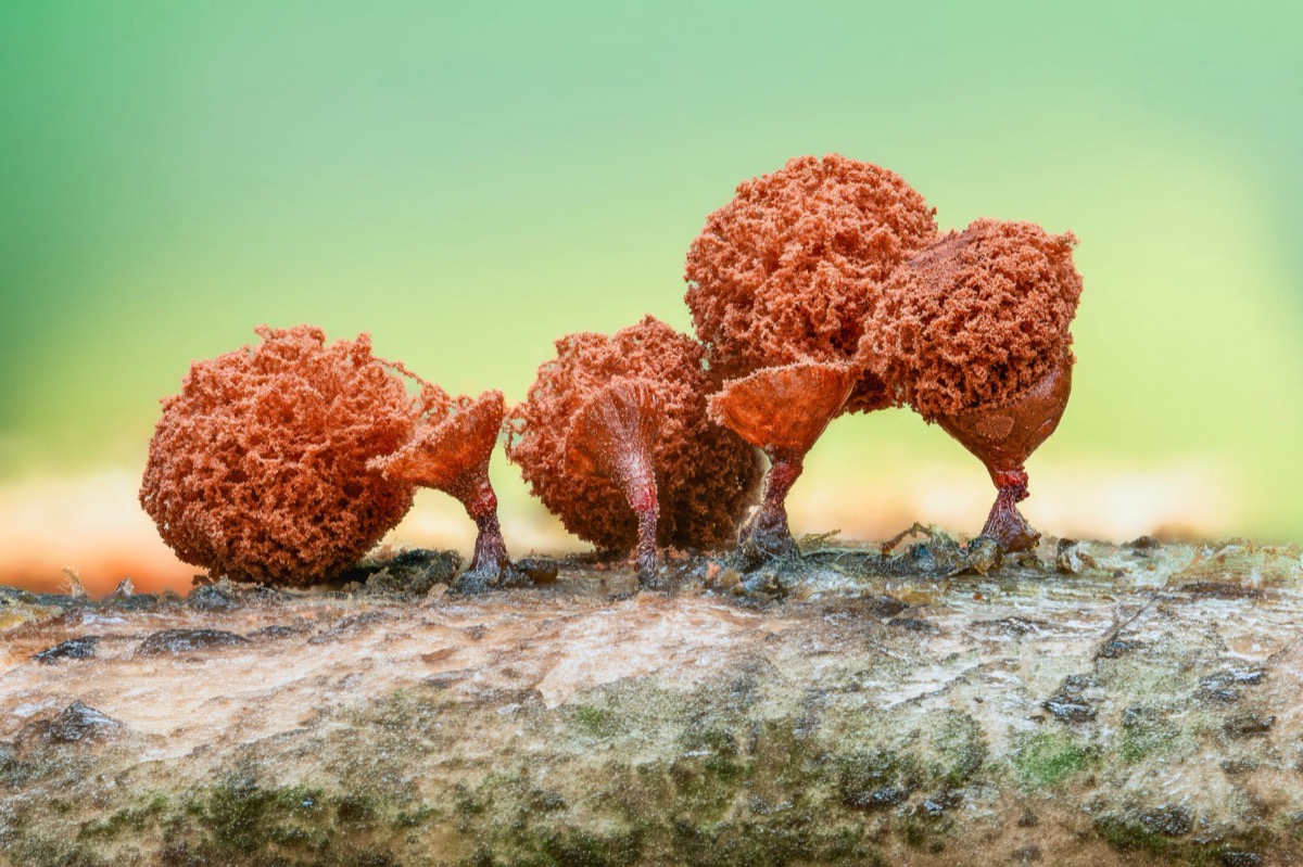 Close-up of vibrant yellow, irregular patches of slime mold (dog vomit fungus) growing on dark brown wood mulch in a garden setting.